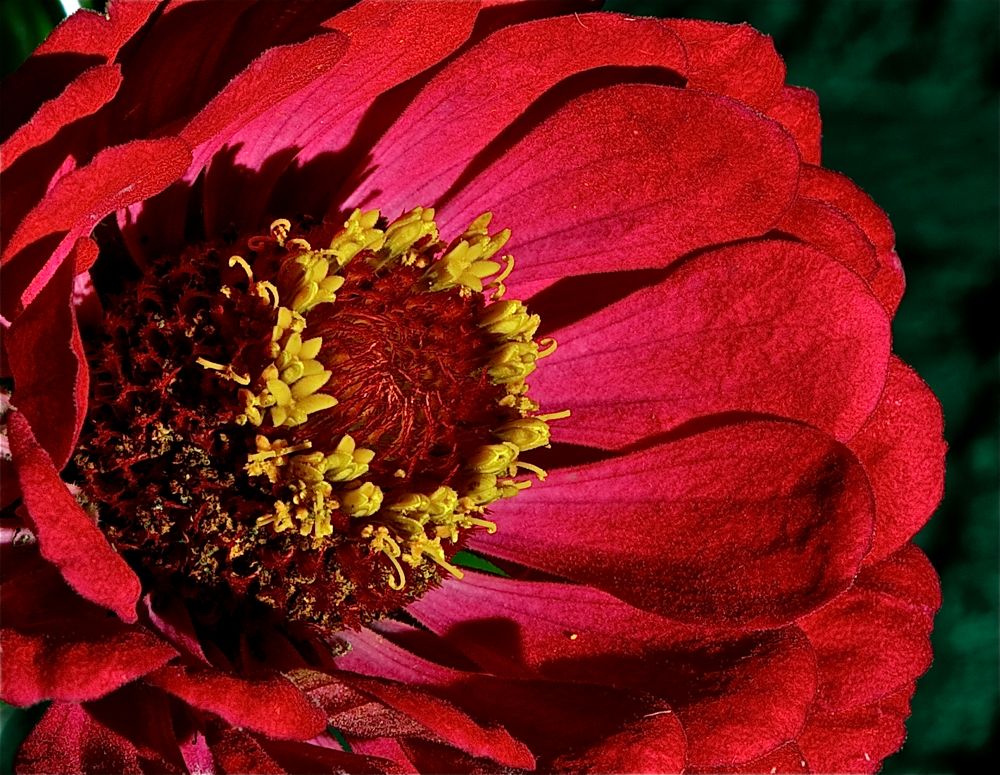 roter Blumenkelch von kornhofer 