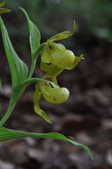 C.calceolus - Tendenz zum Goldschuh - 30.5.13 - NRW