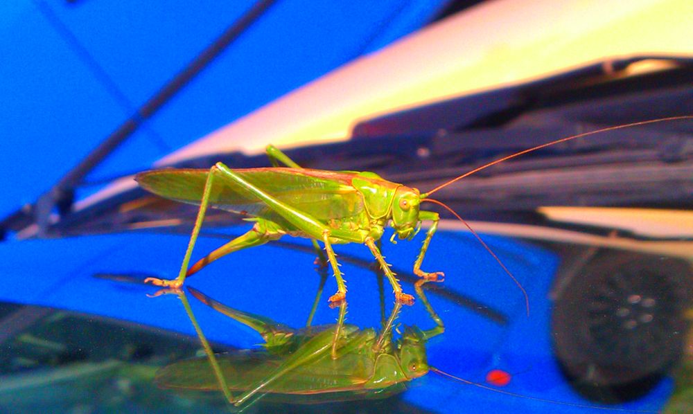 Tettigonia viridissima von Cinderellaa 