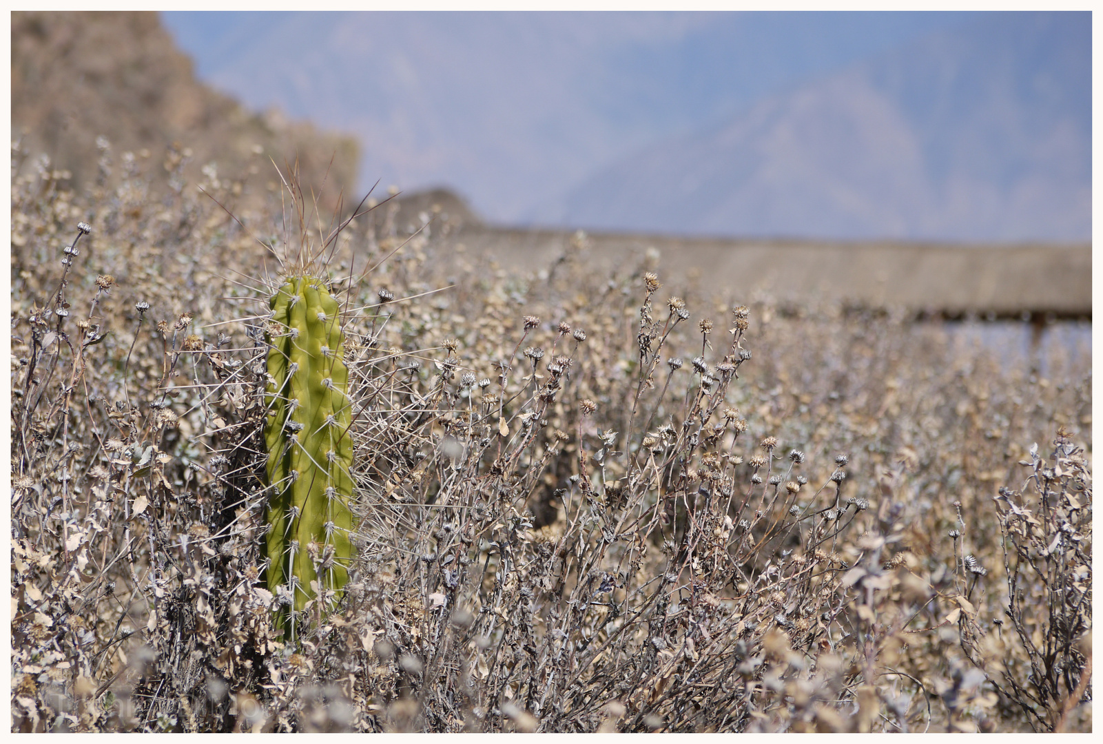 "CCC" Colca Canyon Cactus