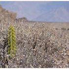 "CCC" Colca Canyon Cactus