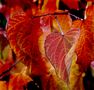 Herbst in rot... von Joachim Kruse