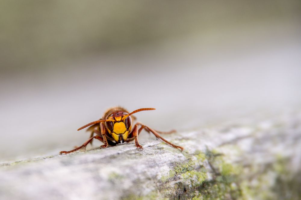 Hornisse (Vespa crabro) von Fotobirne