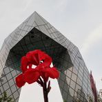 CCTV + flower  (or vice versa?)