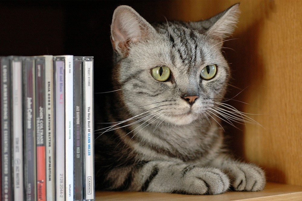 CD - Katze