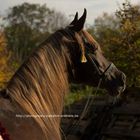 CD Mouna, a Straight Egyptian mare