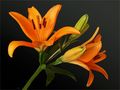 Orange Daylily by FMW51