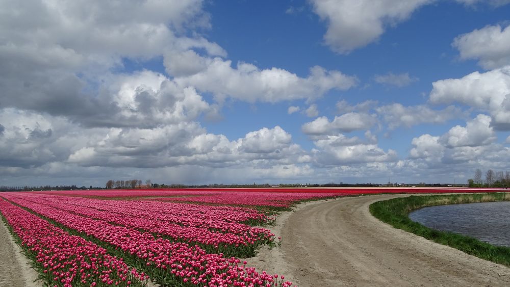 Tulpen unter den Wolken von Nico Kranenburg