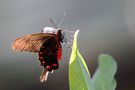 Rose Pink (Pachliopta kotzebuea) by Lorena Torregiani