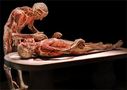 Die hohe Kunst der Plastination... von Alfons Fries