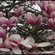 PINK MAGNOLIA FORMAT 60-180