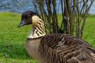 Nene- oder Hawaiigans by P.Bertsch