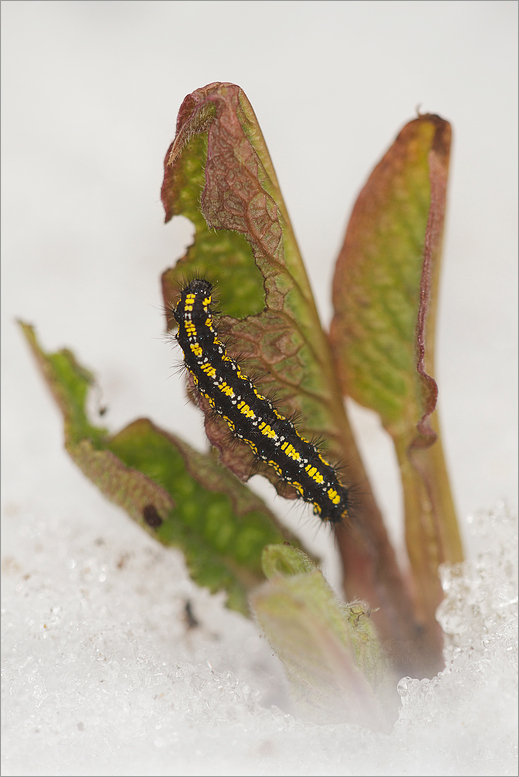 C.dominula im Schnee