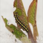 C.dominula im Schnee