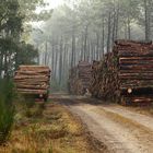 Ce chemin est répertorié comme chemin de St Jacques de Compostelle !!!