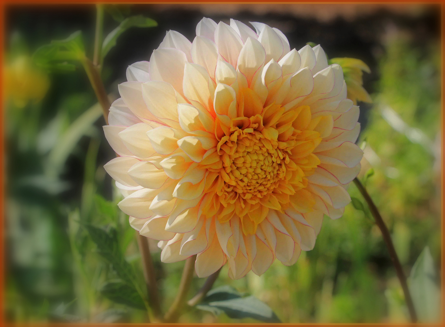 Ce dahlia pour vous dire merci