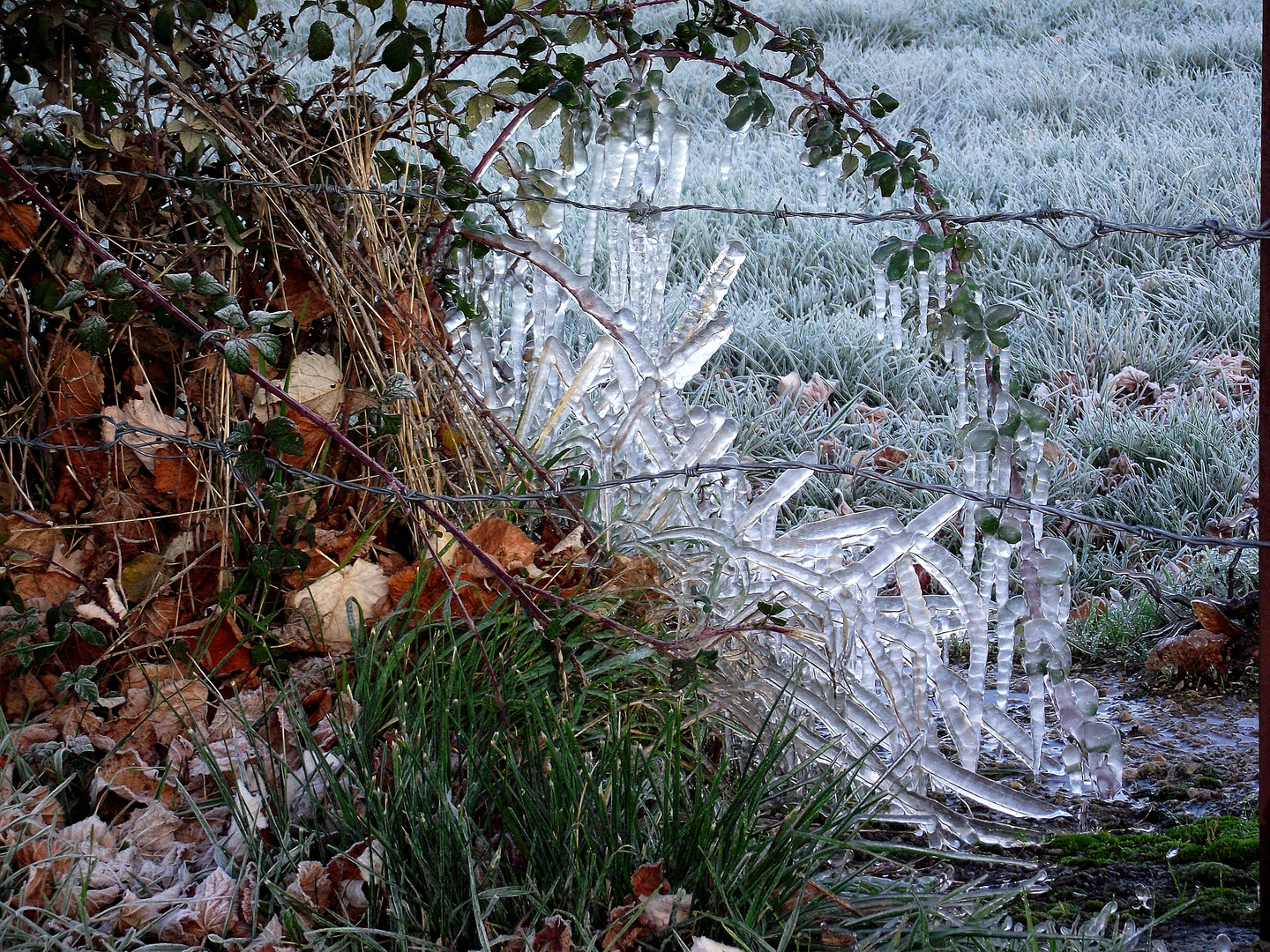 CE MATIN A LA SORTIE DU VILLAGE