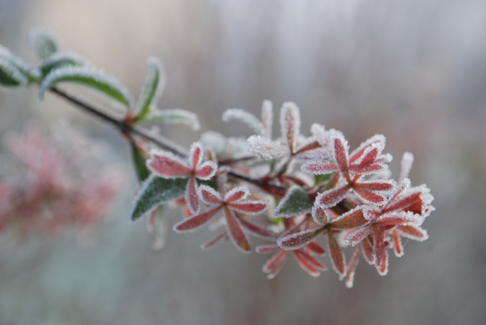 Ce matin dans mon jardin