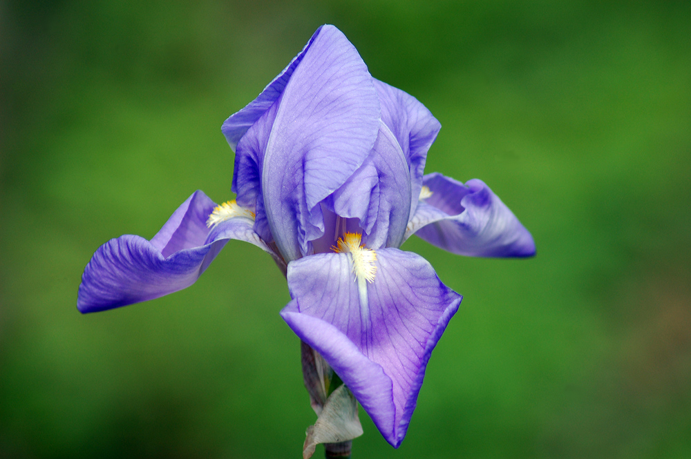 ce matin dans mon jardin