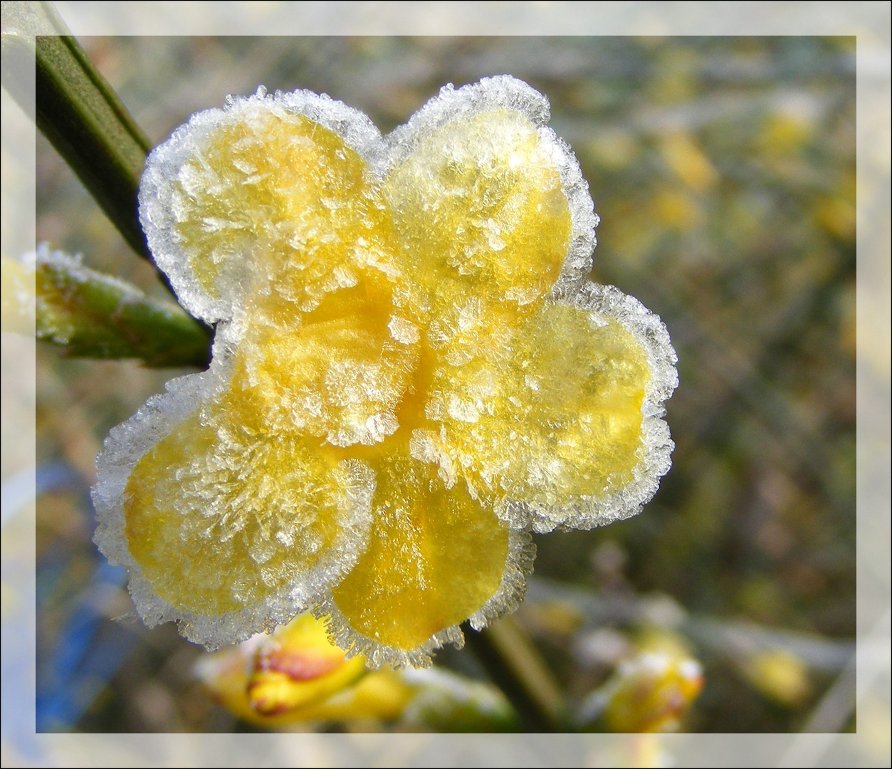 Ce matin dans mon jardin