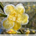 Ce matin dans mon jardin