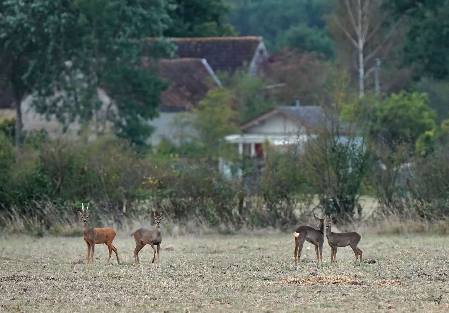 Ce matin là ..... devant les maisons, ils étaient là....