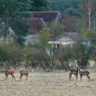 Ce matin là ..... devant les maisons, ils étaient là....