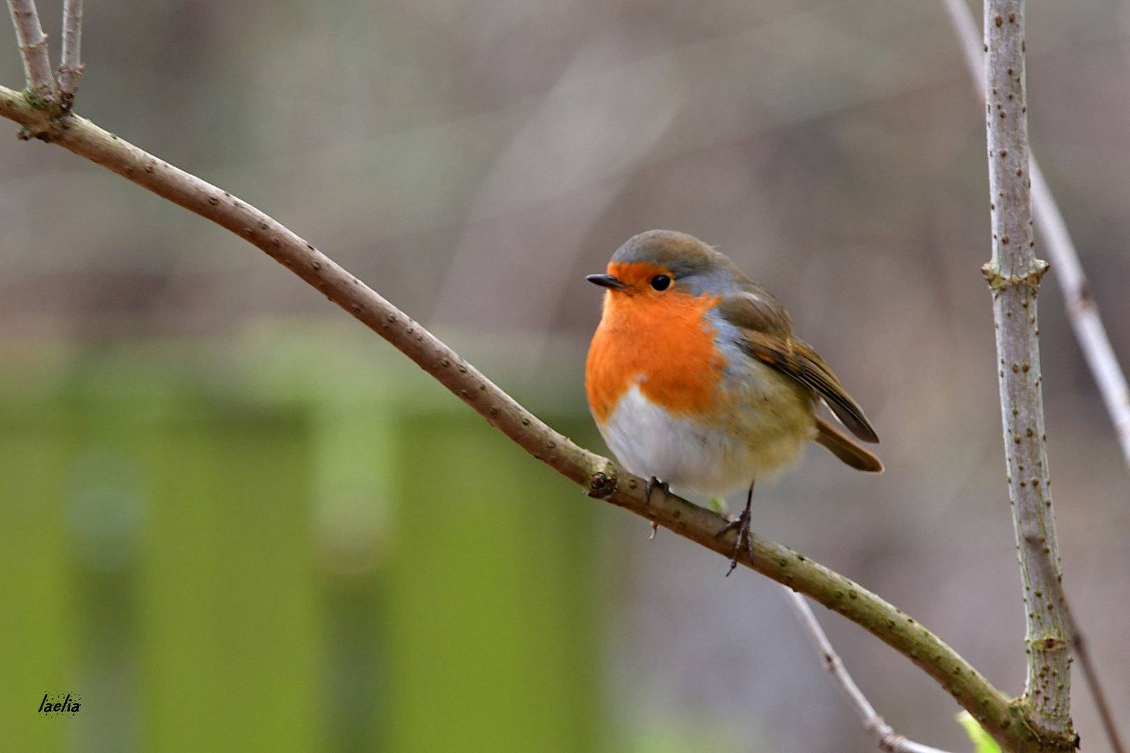 ce matin ROUGE GORGE