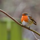 ce matin ROUGE GORGE