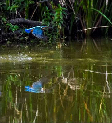Ce matin vol de Martin pêcheur à Vaugrenier