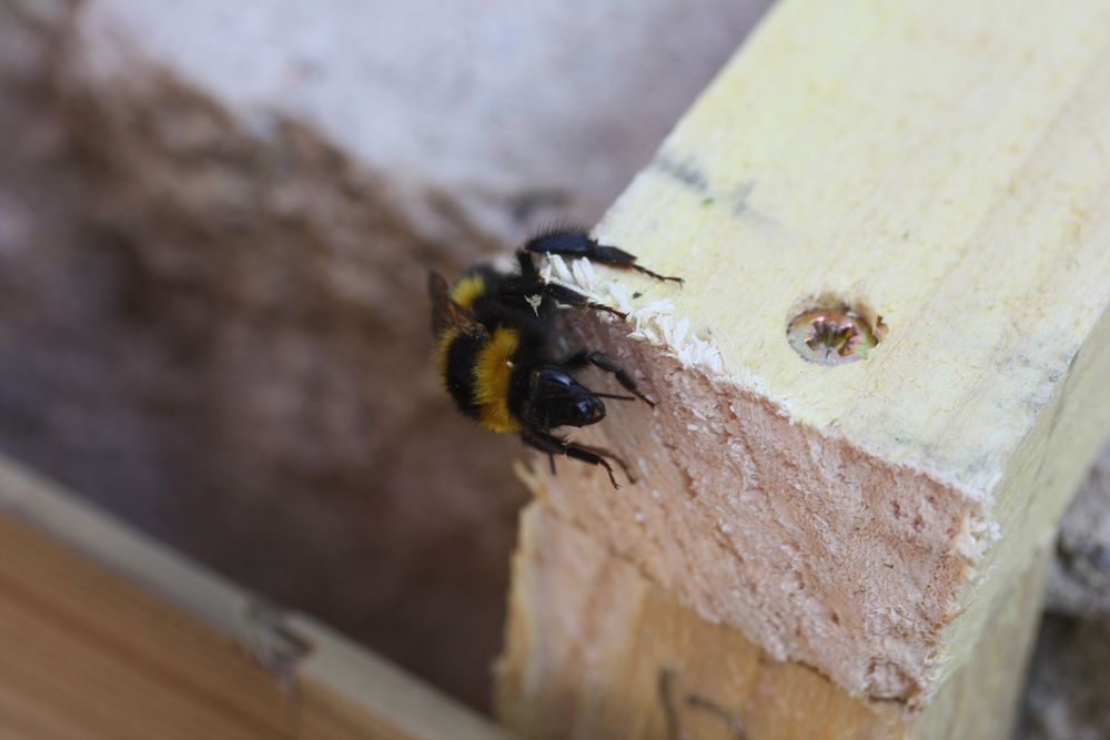 ..Ce monstre m'a piqué...(environ 3cm de long sur deux de large)...