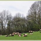 Ce n'est pas l'Irlande, mais chez moi.....!