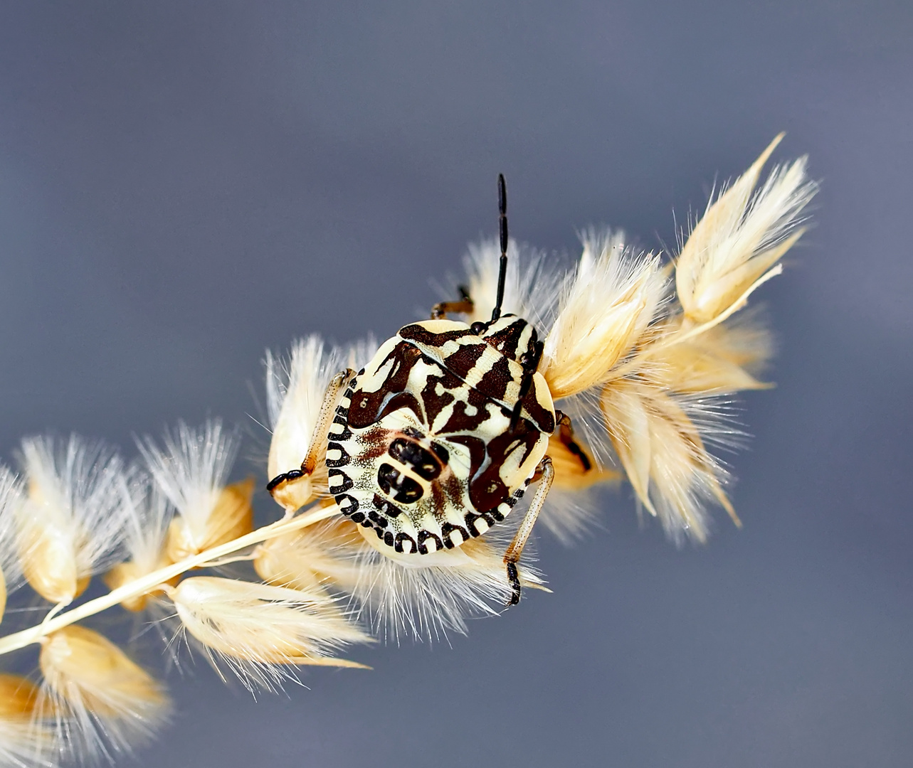 Ce n'est qu'une simple punaise à pattes rouges..! * Purpur-Fruchtwanze (Carpocoris purpureipennis).