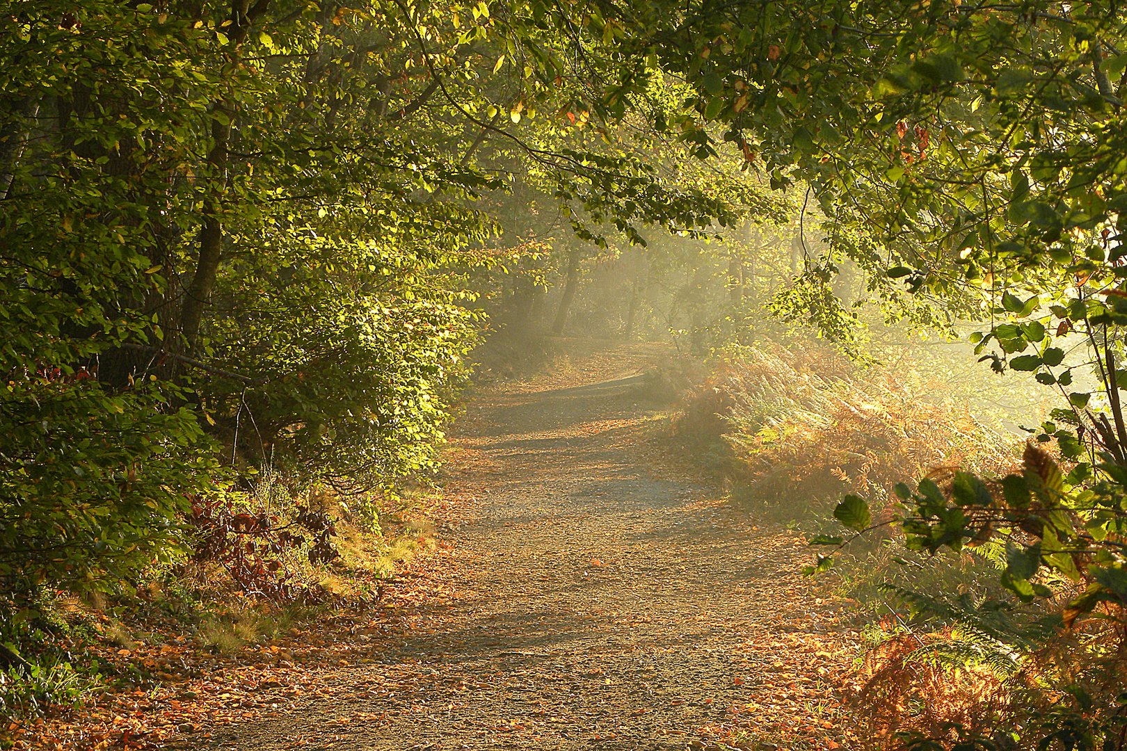 Ce petit chemin