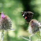 C'è posto per tutti, la natura non nega l'ospitalità!