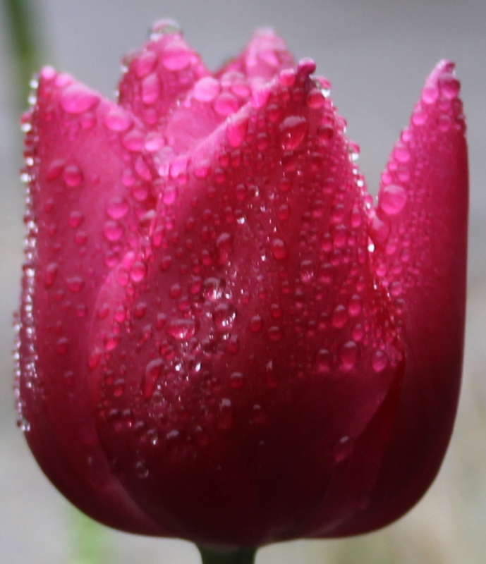 Ce printemps en Belgique . Perles de pluie !