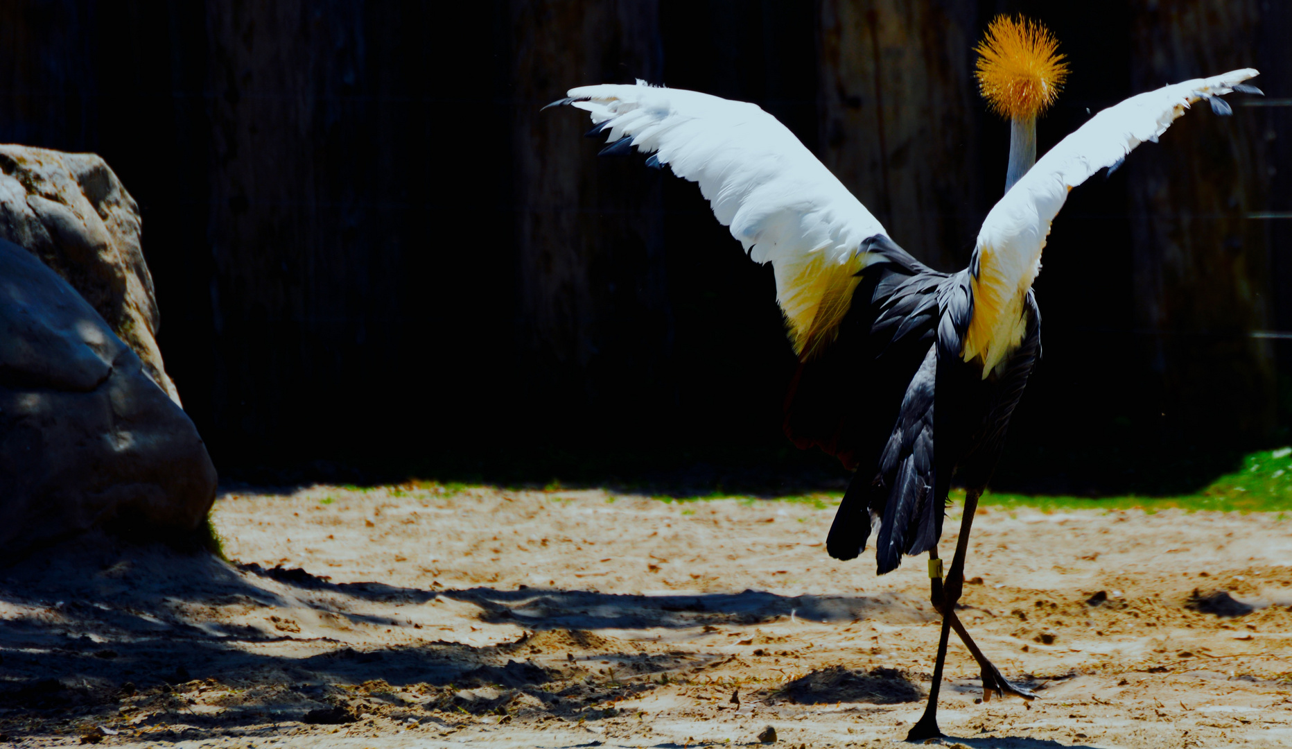 Ce qu'il aime pavaner cet oiseau!