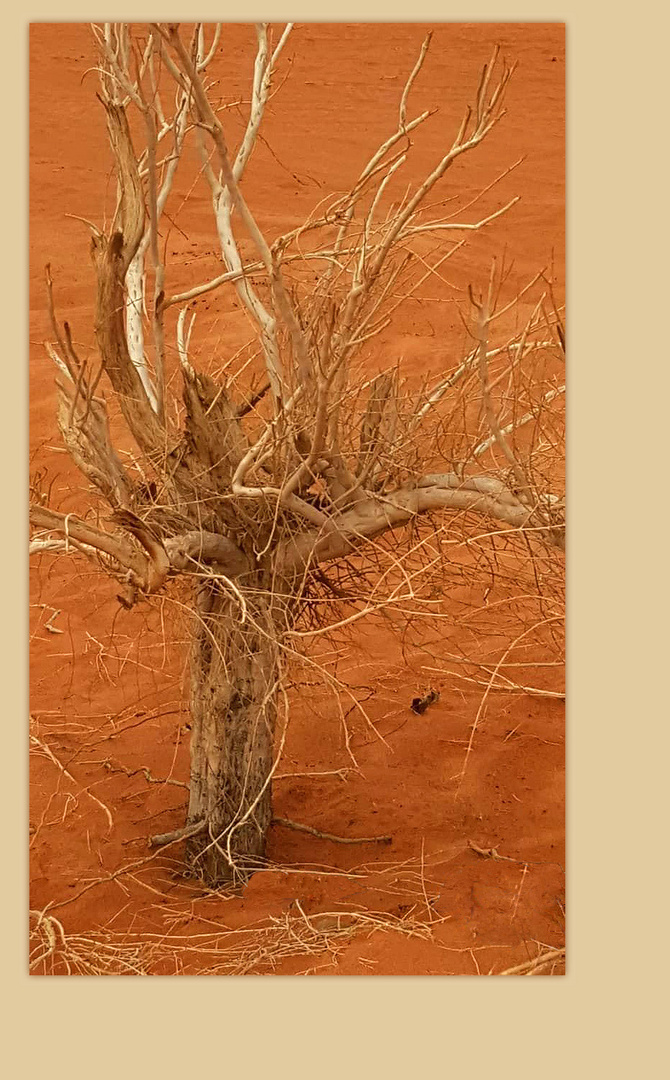 Ce qu’il reste d’un arbuste à Wadi Rum