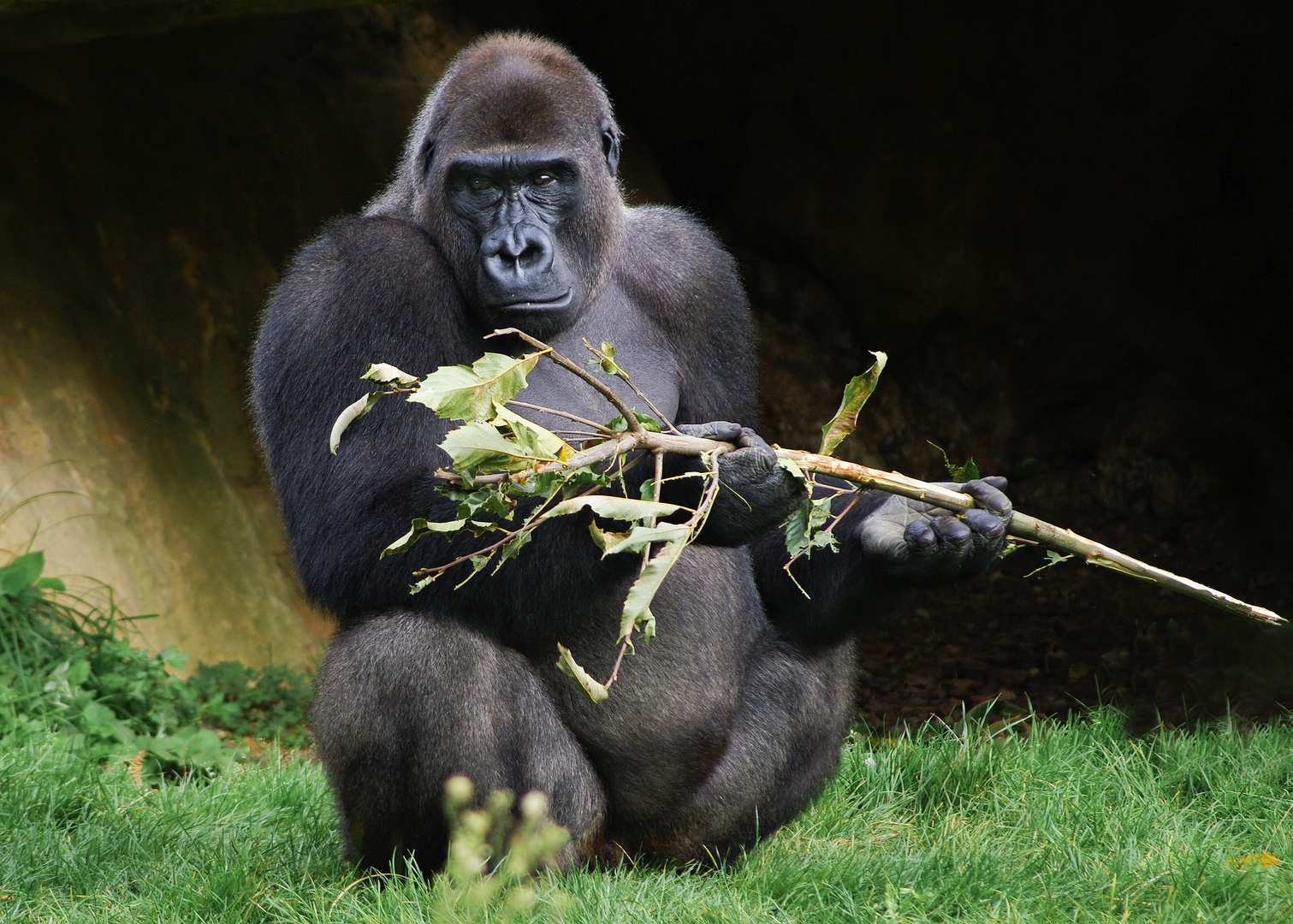 Ce qu'on appelle dévisager ! (Gorilla gorilla gorilla, gorille des plaines)