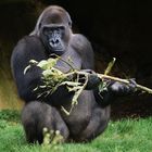 Ce qu'on appelle dévisager ! (Gorilla gorilla gorilla, gorille des plaines)