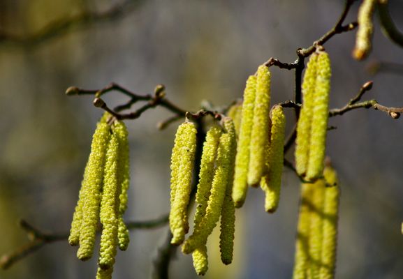 ...ce sera bientôt - la printemps !!!...