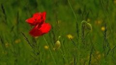 Ce soir , je serais la plus belle pour aller...danser -:))