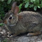 "ce sont les lapins qui ont été étonnés......!"dit A Daudet 