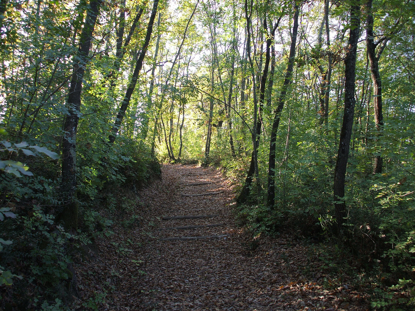 ce' una strada nel bosco....