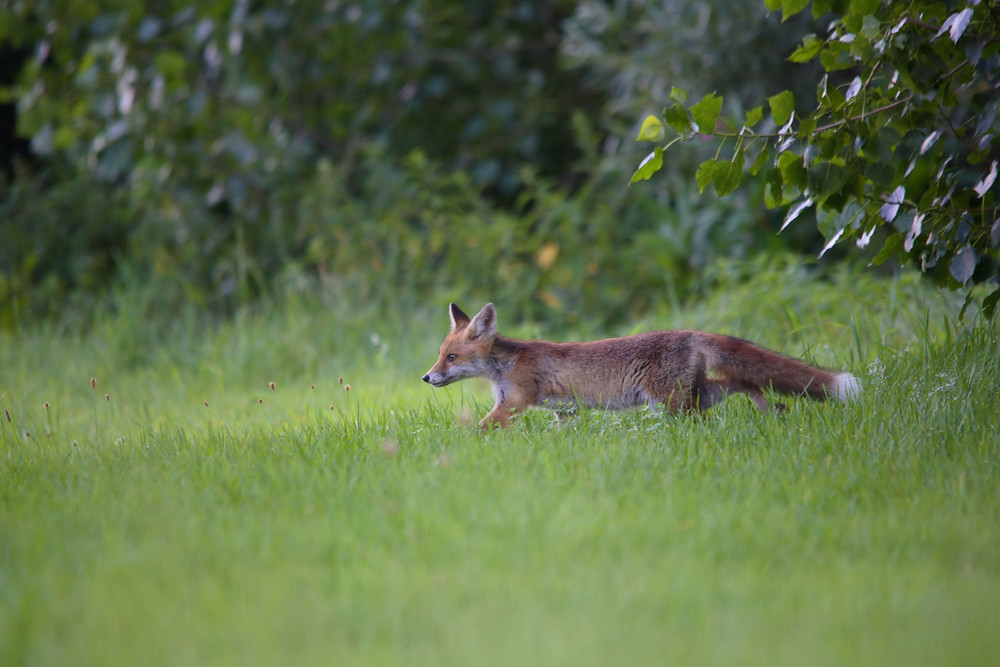 ce vieux renard 10...