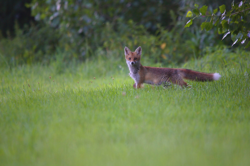 ce vieux renard 11...