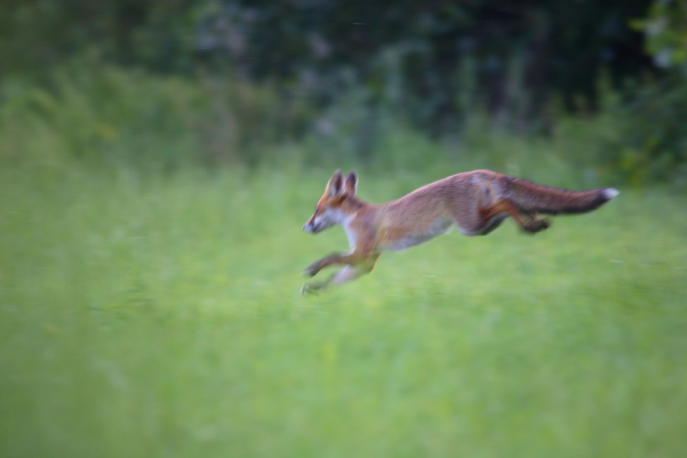 ce vieux renard 13...