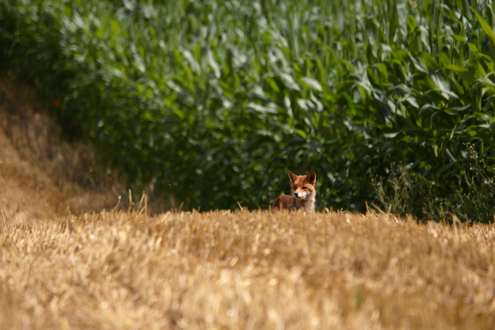 ce vieux renard 14...