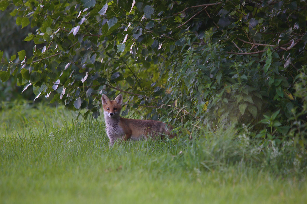 ce vieux renard 9...