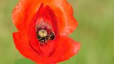 ... fire poppy by Irbenika